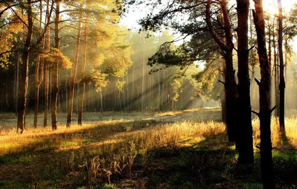 Картинка лес, свет, природа, утро
