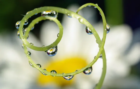 Лето, вода, капли, макро, цветы, природа, отражение, фантазии