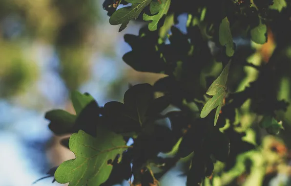Лето, листья, зеленый