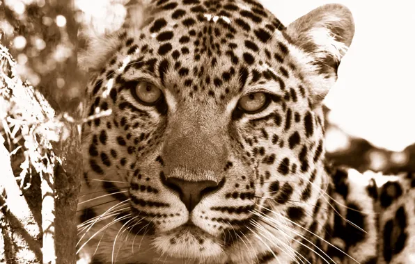 Картинка морда, дикие кошки, леопарды, морды хищники