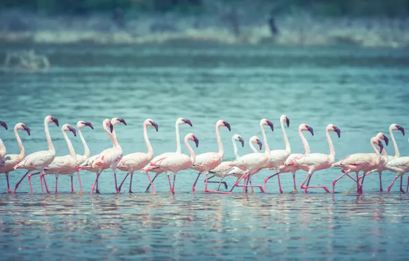 Lake, wildlife, flamingos, marching