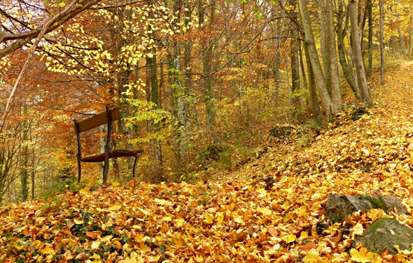 Картинка осень, лес, скамейка, листва
