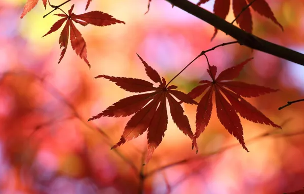 Картинка листья, макро, деревья, красный, фон, дерево, обои, размытие