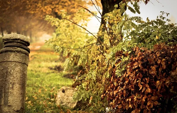Картинка Nature, Fall, Autumn, Leaves