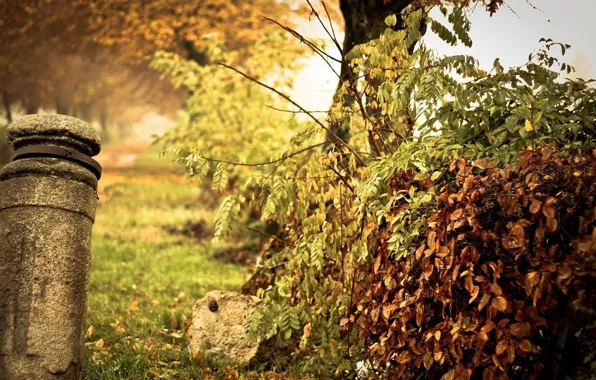 Nature, Fall, Autumn, Leaves