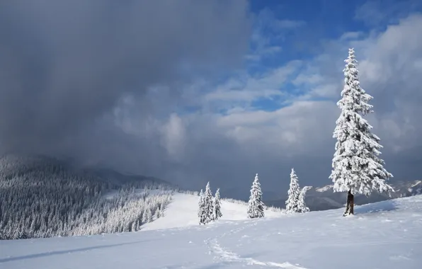 Зима, лес, небо, облака, снег, пейзаж, горы, туман