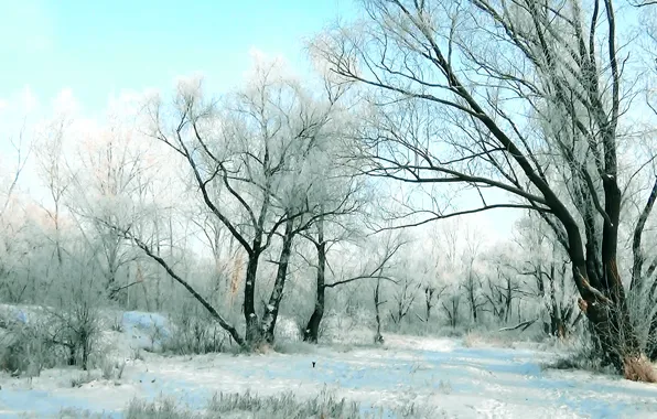 Иней, лес, пейзаж, природа, фон, берег, Зима, обложка