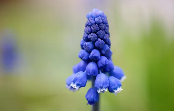 Цветок, mflower, weirdfish2