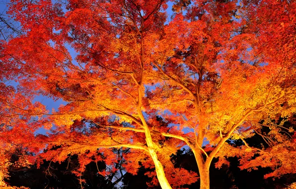 Осень, листья, свет, деревья, ночь, ветки