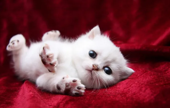 Кошка, белый, глаза, кот, лапы, покрывало, одеяло, киса