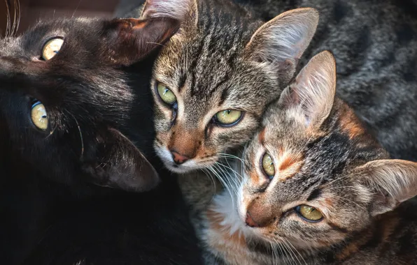 Взгляд, кошки, коты, компания, трио, друзья, троица