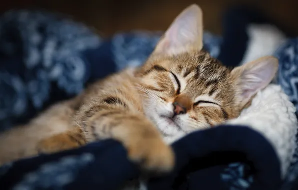 Кошка, морда, сон, спит, одеяло, котёнок, закрытые глаза