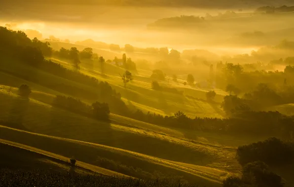 Картинка grass, landscape, tree, sunrise