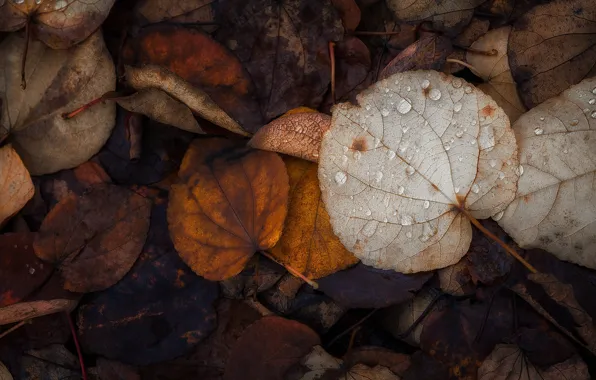 Осень, листья, природа