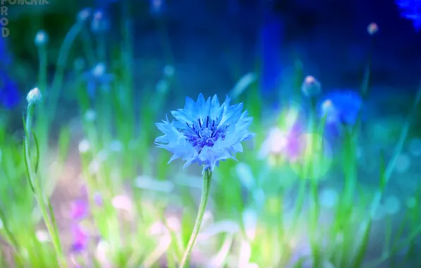 Цветы, природа, flower, nice, макро flowers природа