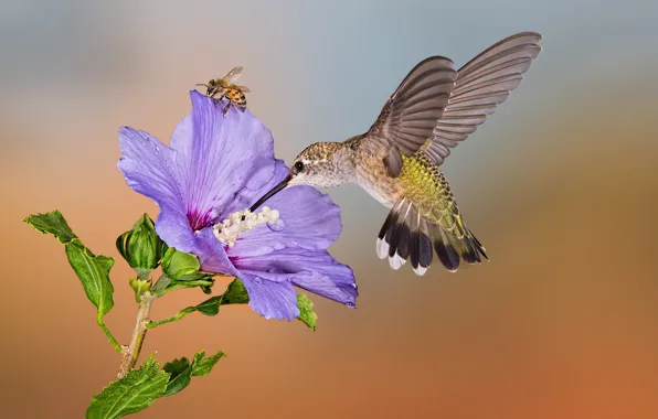 Цветок, пчела, птица, колибри
