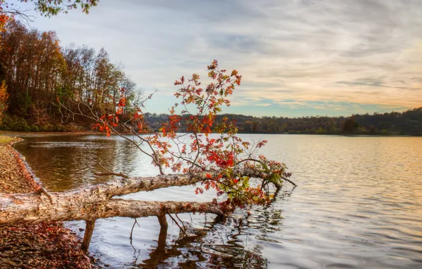 Картинка осень, пейзаж, природа, река, фото