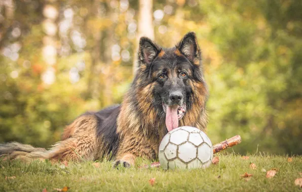 Взгляд, друг, мяч, собака