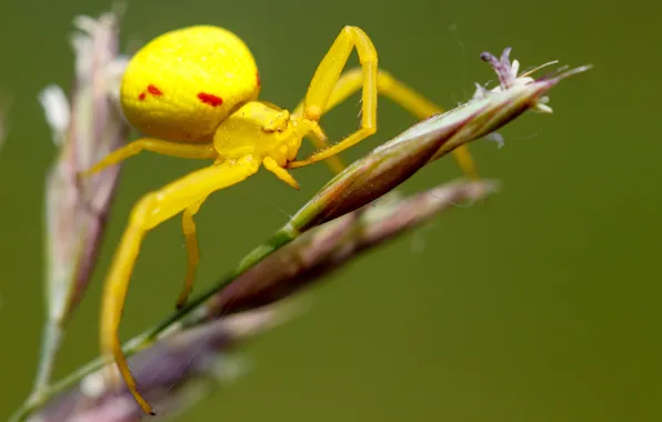 Colors, spider, yellow