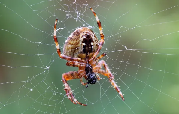 Картинка green, spider, insect