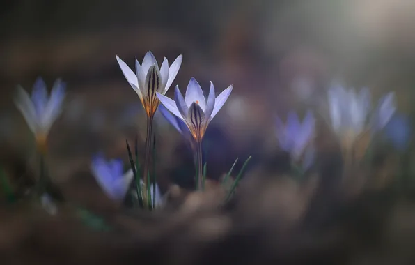 Картинка нежность, цветы, крокусы, сиреневые, поляна, боке, размытый фон, весна