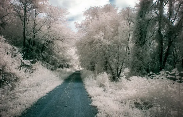 Дорога, лес, природа