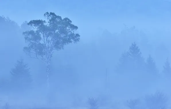 Лес, деревья, туман, дымка