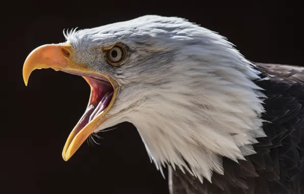 Природа, птица, Bald Eagle