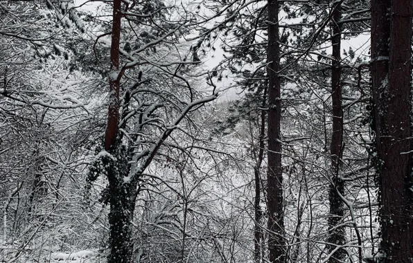 Картинка зима, лес, снег, деревья, природа