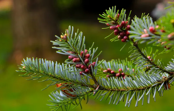 Green, twig, coniferous