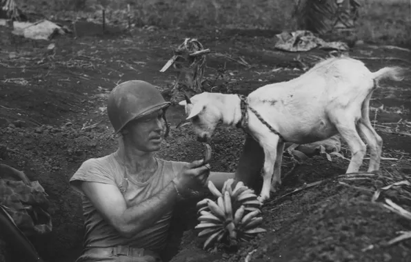 Картинка чёрно-белое, солдат, коза, 1944, Вторая Мировая Война, ретро фотография