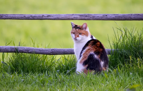 Кошка, кот, взгляд, поза, рыжий, мордашка
