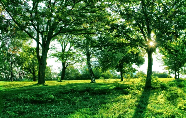 Картинка солнце, свет, деревья, природа