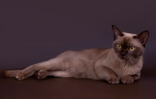 Картинка кот, красавец, бурманский