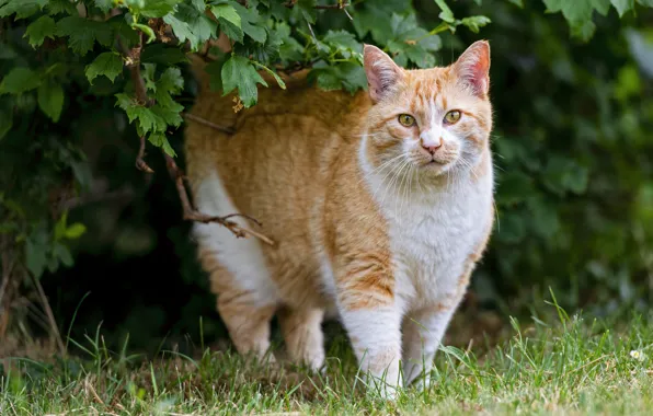 Кошка, кот, листва, рыжий