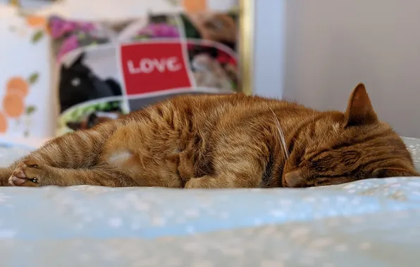 Кошка, кот, спит, рыжий кот