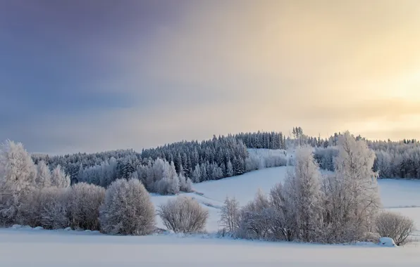 Картинка зима, поле, снег