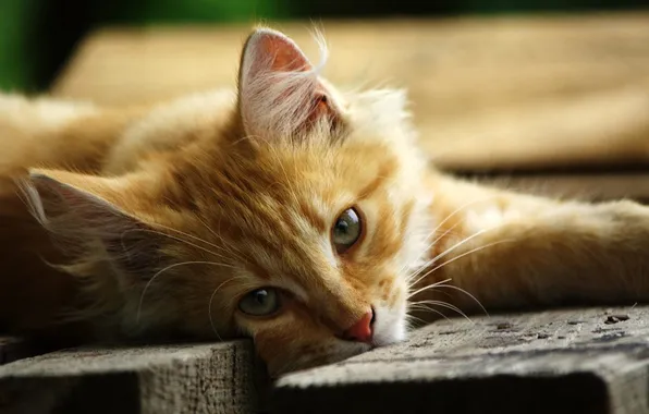 Картинка кошка, лежит, рыжая, смотрит
