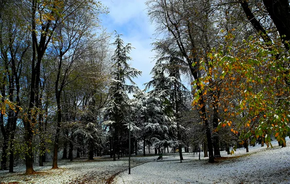 Зима, деревья, природа, парк, фото