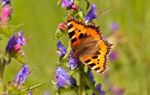 Colorful, insect, batterfly