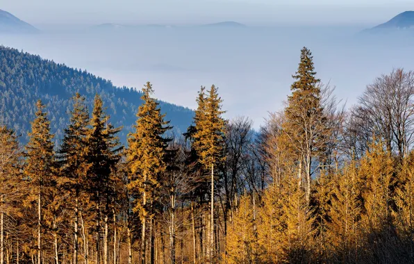 Картинка облака, деревья, туман, природа, горы, Чехия