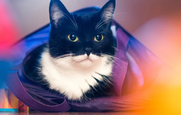 Картинка кошка, взгляд, портрет, мордочка, сумка