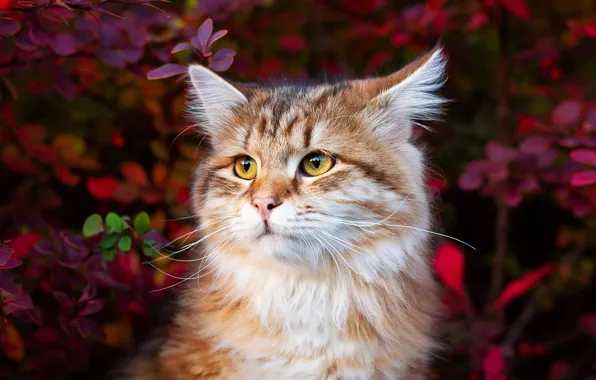 Кошка, кот, морда, ветки, природа, котенок, листва, портрет