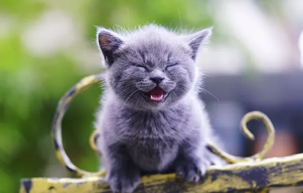 Котенок, шерсть, малыш