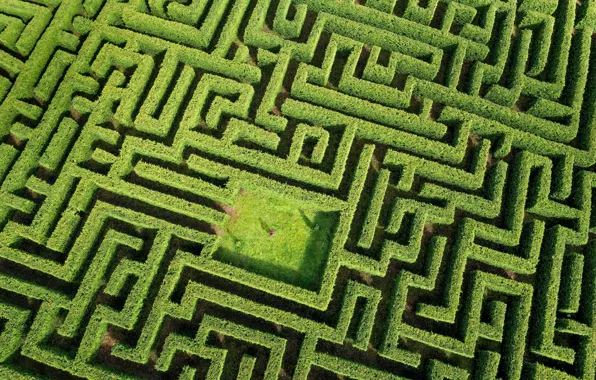Green, plants, person, Labyrinth