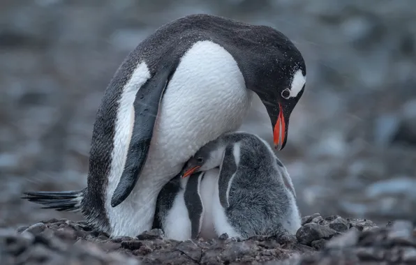 Картинка снег, птицы, пингвины, птенец, боке, Антарктида, пингвинёнок, Майк Рейфман