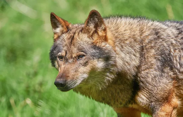 Nature, snow, predator, face, animal, wolf, wolves, wildlife