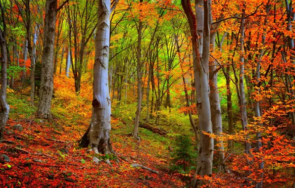 Осень, лес, деревья, forest, Nature, листопад, trees, autumn