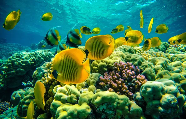 Море, вода, рыбки, рыбы, желтые, подводный мир, экзотические