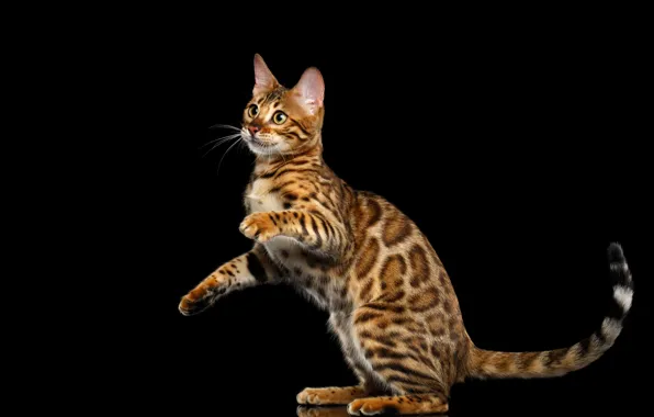 Картинка кошка, чёрный фон, кот
